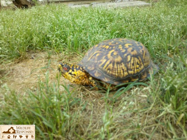 Eastern Box Turtle